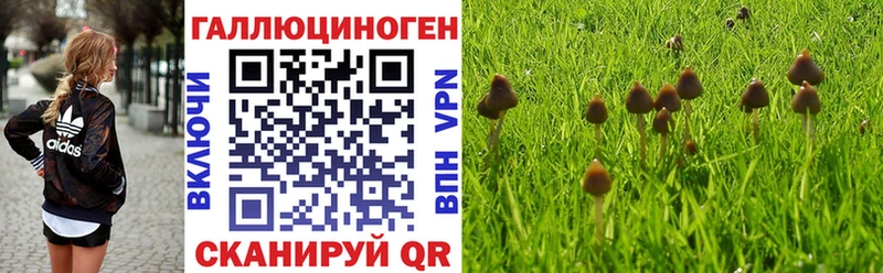Псилоцибиновые грибы Psilocybe  Купить  Краснослободск 